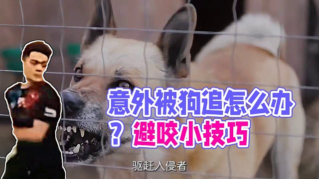 当你意外被狗追时，应该如何尽量避免被它咬？怕狗的人请认真看完这个视频