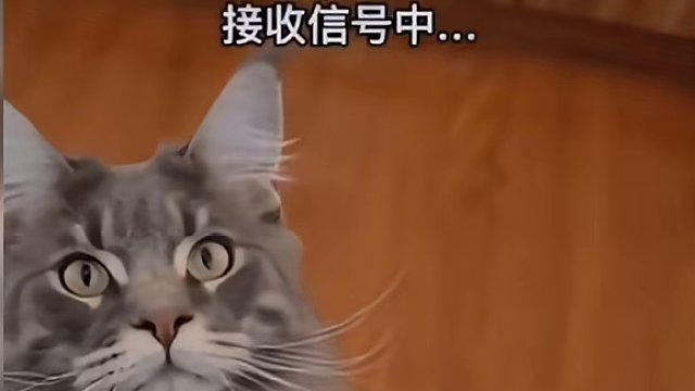 100. 【沙雕动物盘点】猫咪：这才叫“高端操作”！