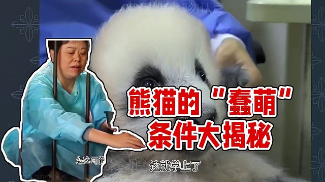154. 【沙雕动物】作为熊猫，“蠢萌”需要具备哪些条件？