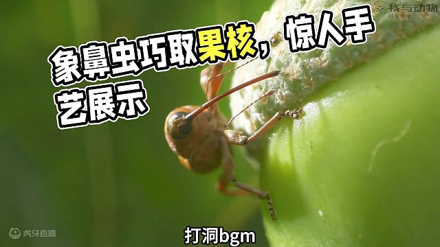 象鼻蟲面前沒有打不穿的殼