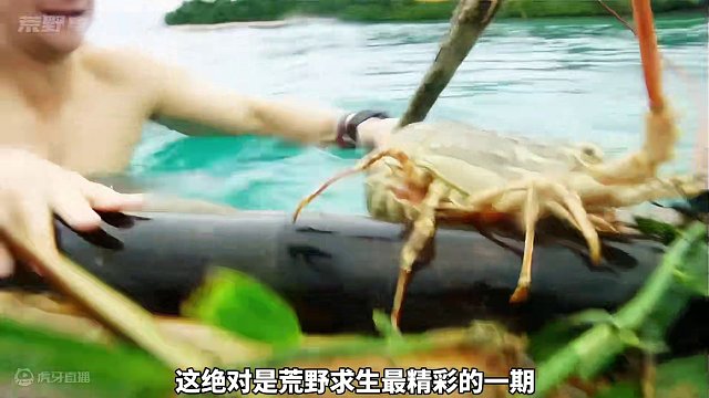 貝爺迎來最富裕一期，抓野豬叉澳龍烤赤魟，荒島求生過成美食品鑒 #荒野求生  #野外生存  #貝爺 