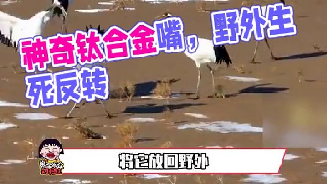 反轉(zhuǎn)~