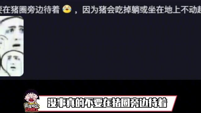 對(duì)豬的印象直接大改觀了好嘛#豬 #豬是雜食動(dòng)物 #萬(wàn)萬(wàn)沒(méi)想到 #二師兄