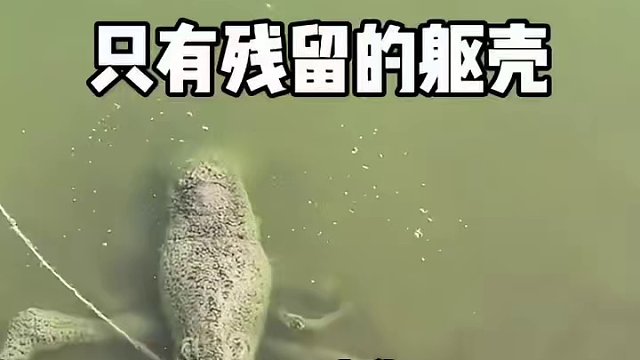 臭魚爛蝦中的爛蝦！