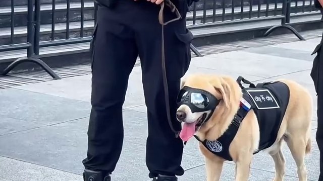 向這些可愛(ài)的警犬致敬