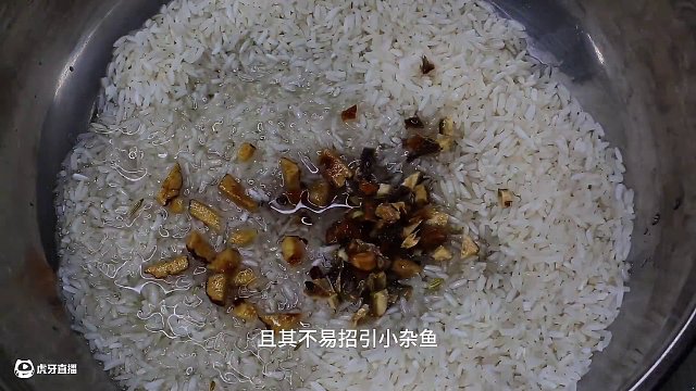 解鎖抖米釣法，獨特酒米制作與高效垂釣攻略，開啟冬釣大板鯽 解鎖抖米釣法，獨特酒米制作與高效垂釣攻略，