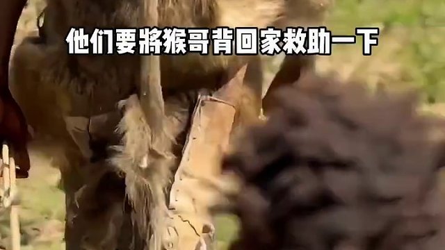 猴子中暑昏迷在樹洞里。