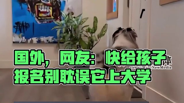 國外#網(wǎng)友分享自家狗狗做家務(wù)的視頻  ，網(wǎng)友：快給孩子報(bào)名別耽誤它上大學(xué)。