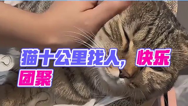 貓：人我厲不厲害，我自己來(lái)找你了