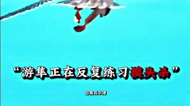 “貓頭鷹：你摸我頭，我摸你脖子不過(guò)分吧！”#貓頭鷹 #游隼