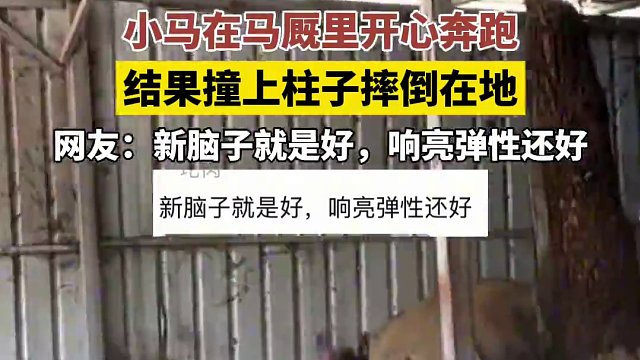 5月9日，河北張家口。小馬在馬廄里開(kāi)心的奔跑，結(jié)果撞上柱子摔倒在地，網(wǎng)友：新腦子就是好，響亮彈性還好