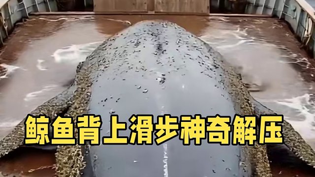 這給鯨魚(yú)搓澡呢！