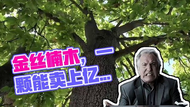一顆金絲楠木能賣上億為什么沒人肯種