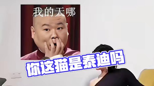你這貓是什么品種