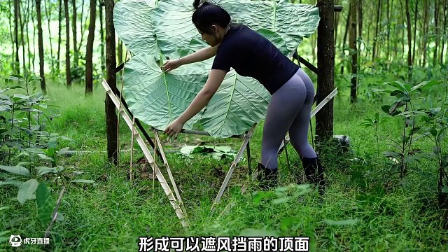 野外搭建生存庇護所，吃美味蠶蟲。