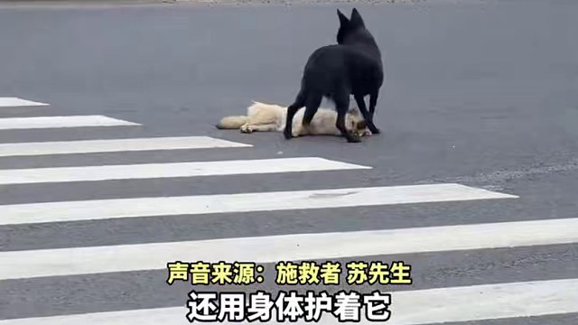#同伴被撞死在國道中央  ，小黑狗身體護(hù)住不愿離開，網(wǎng)友：它很著急 只是說不出來