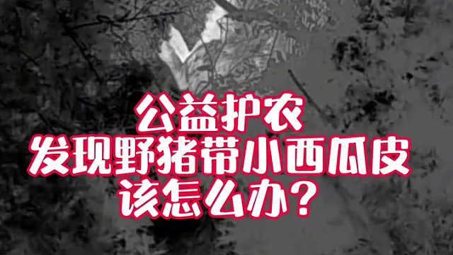 公益護農 發(fā)現(xiàn)野豬帶小西瓜皮 該怎么辦？ 公益護農 發(fā)現(xiàn)野豬帶小西瓜皮 該怎么辦？抓還是不抓？#原創(chuàng)