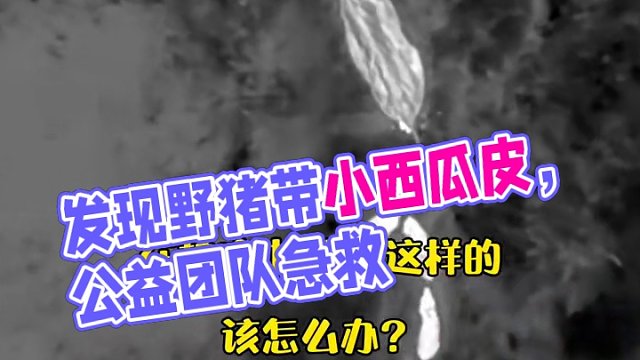 公益護農 發(fā)現(xiàn)野豬帶小西瓜皮 該怎么辦？ 公益護農 發(fā)現(xiàn)野豬帶小西瓜皮 該怎么辦？#原創(chuàng)視頻 #公益