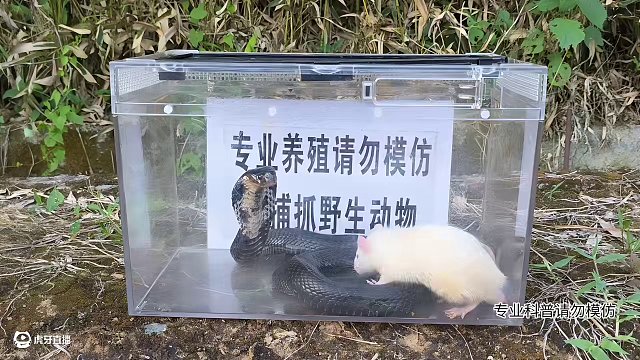 【蛇類科普蛇哥】洗臉的小白，花架子的老黑