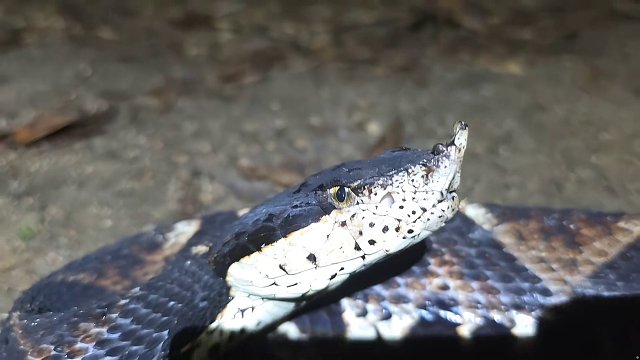 9.20 小小小酷哥-組織直播名場面
