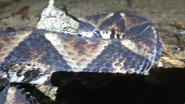 9.20 小小小酷哥-組織直播名場面