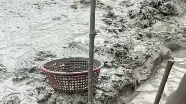 一畝泥鰍產(chǎn)多少泥！