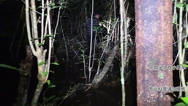 荒島抓鰻魚，精彩不要錯(cuò)過哈