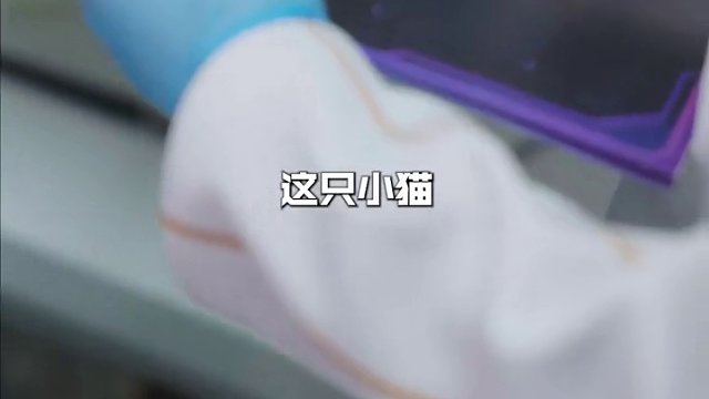 Crisp的喵隊友“少爺”正期待與愛心召喚師的相遇。 #2025LPL全明星公益日  #誰不想領(lǐng)養(yǎng)一