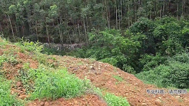 解鎖泰國(guó)圓斑蝰蛇第一視角?。。?！