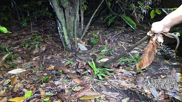 印尼眼王第一視角 取毒