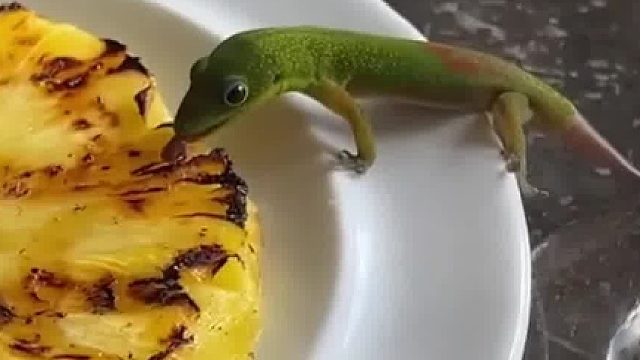 蜥蜴偷偷舔菠萝