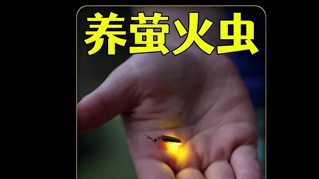 沉浸式养萤火虫，历经90天繁殖萤火虫的过程，最后居然发生意外