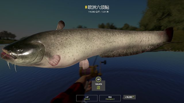 8M坑 116小星豬