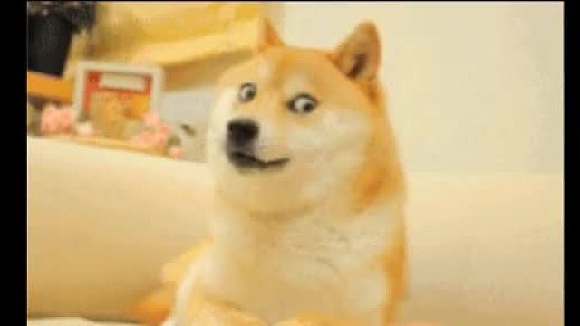 請問您今天要來點兔子嗎