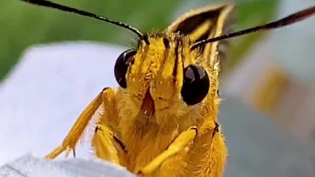 这么萌的蜜蜂小蝴蝶，它一哭我好像更兴奋了呢！#奇异动物召集令 #