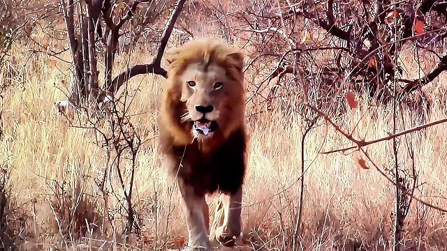外来雄狮本想在丛林里安家，却遇到了本地狮群，外来狮子只好跑了