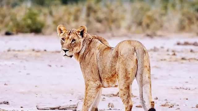 狮王受伤无力保护狮群，母狮承担起照顾狮群和小狮子的责任