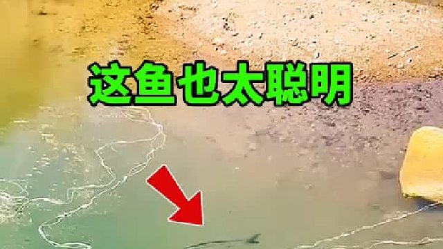 這魚(yú)智商可真高?