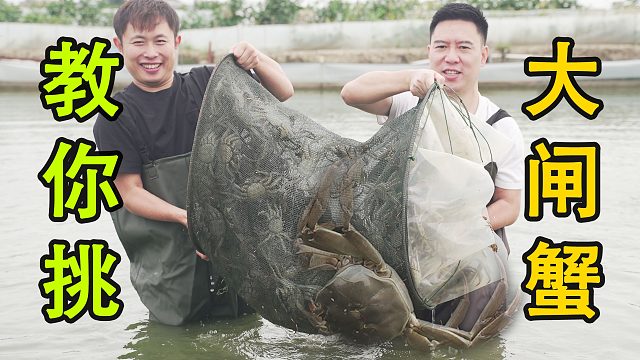 承包一整片蟹塘，教你們挑選膏肥肉滿的大閘蟹，不肥不要錢