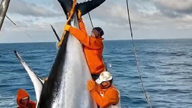 哇！這條金槍魚太震撼了