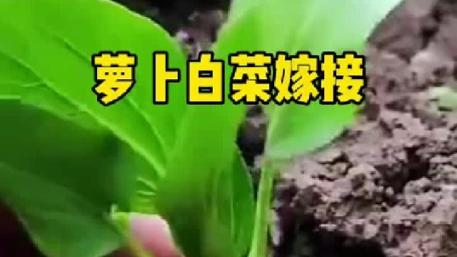 這樣的操作你們絕對沒見過