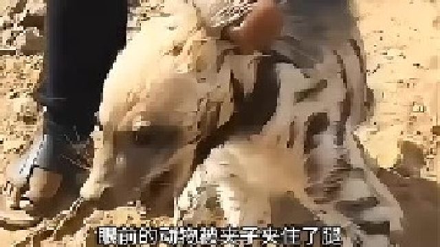 男子救助被困的動物