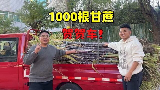 賀車(chē)！來(lái)就來(lái)波大的，拉1000根甘蔗，直接20元5根！