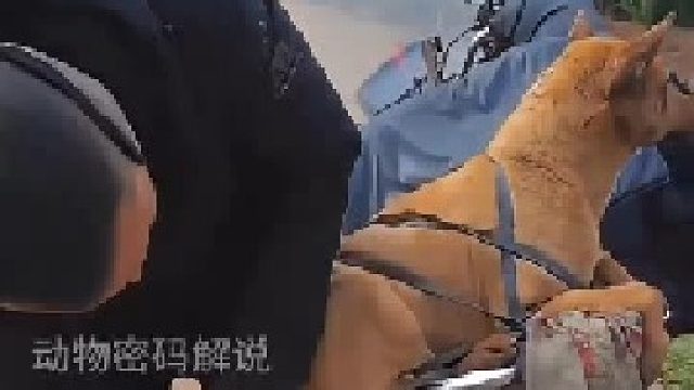 男子帶著狗狗下山