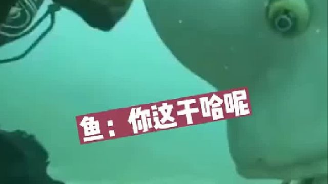 海里喂魚，來了個壽星佬