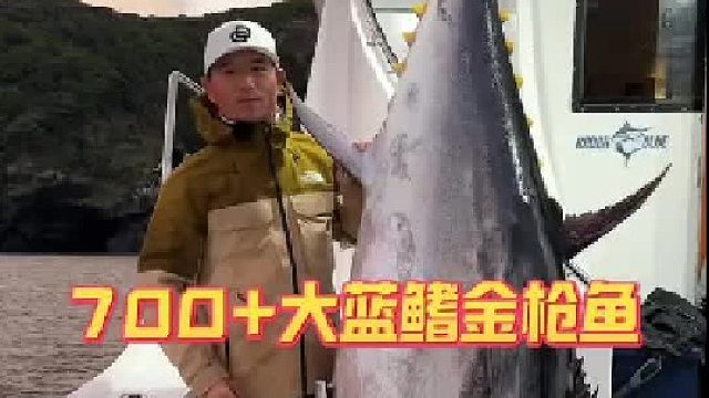 700 藍(lán)鰭金槍魚。