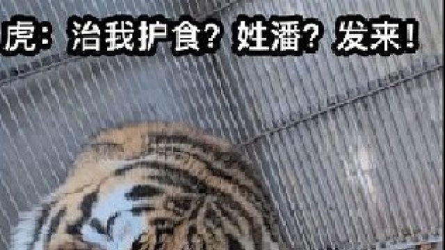 虎：治我護(hù)食？姓潘的？發(fā)來！