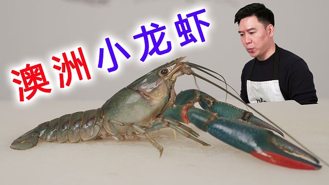 澳洲淡水小龍蝦！比巴掌還大，一口熟醉汁饞哭全網！