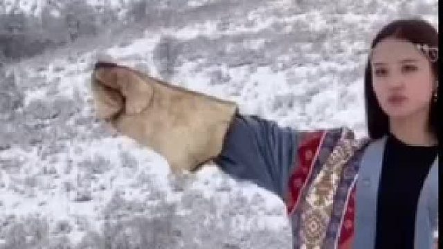 力氣太小沒(méi)接住鷹 從胳膊上掉了下來(lái) 越想越氣 回頭就是一口