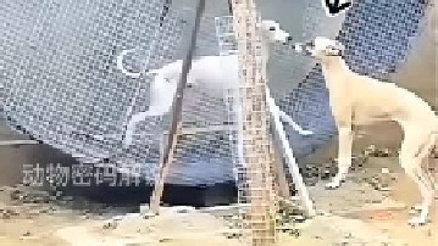 你見過這樣奔跑的狗狗嗎